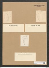 Diatomeae indet. Zeichnungen Sammlung Grunow Nr. 3288 (NHMW-BOT-W0370774)